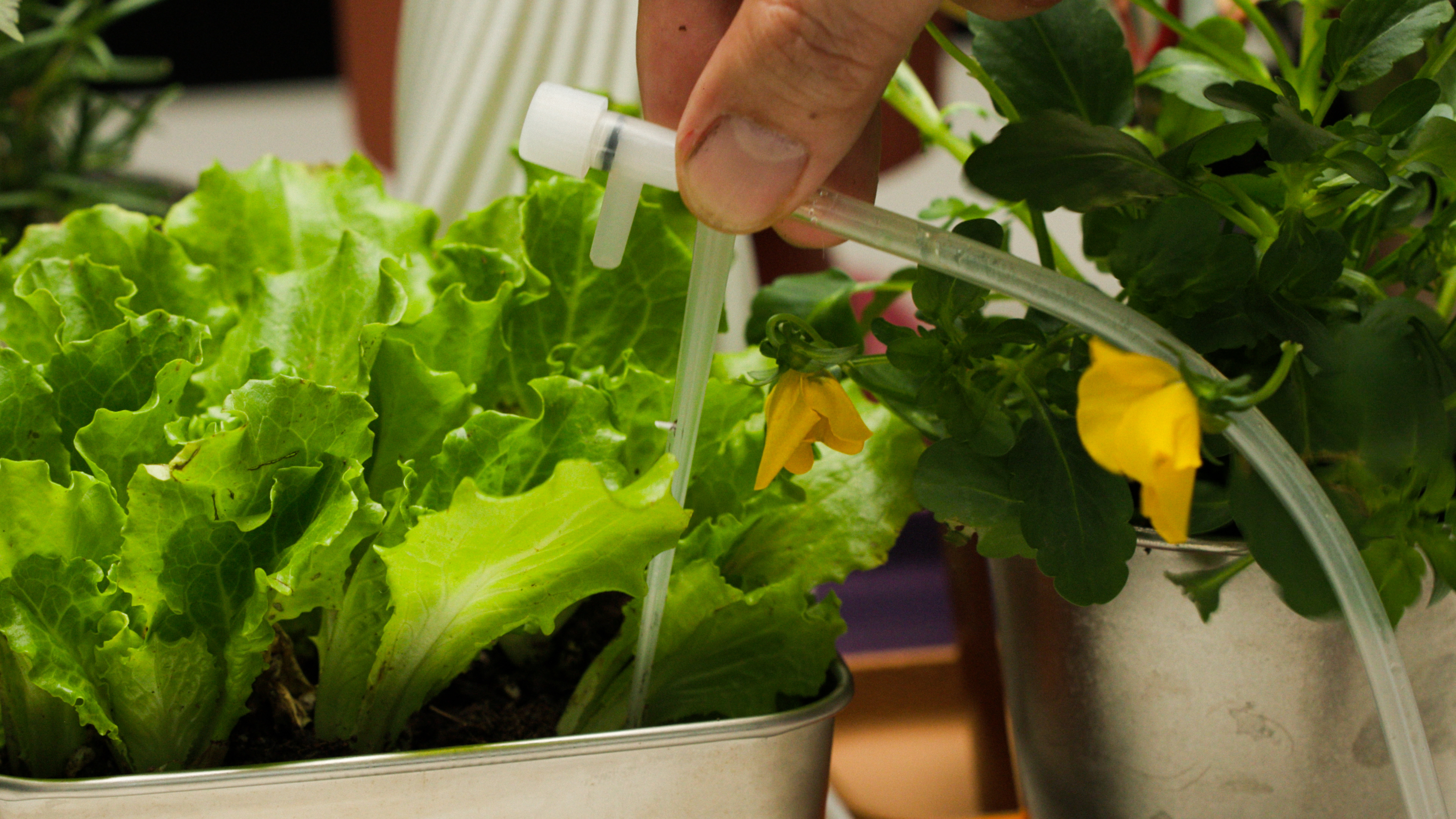 SeedPixel watering flow and schedule interface.